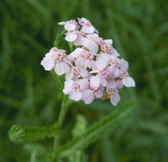 Achillea aspleniifolia