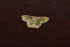 Eucyclodes discipennata