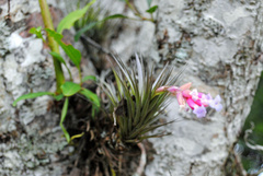 Tillandsia tenuifolia