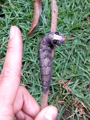 Madoryx oiclus