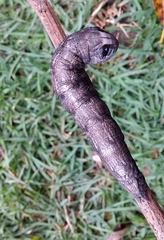 Madoryx oiclus