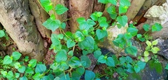Angiospermae