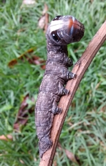 Madoryx oiclus