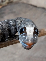 Madoryx oiclus