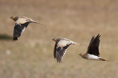 Tibetan Sandgrouse photo 3