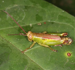 Ophthalmolampini