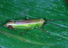 Ophthalmolampini