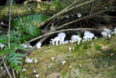 Roridomyces austrororidus