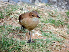 Furnarius rufus