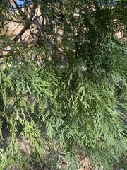 Calocedrus