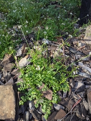 Rorippa dictyosperma