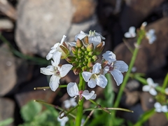 Rorippa dictyosperma