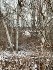 Rabdophaga strobiloides