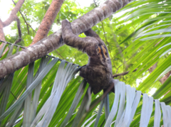 Bradypus variegatus trivittatus