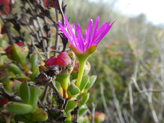 Drosanthemum quadratum