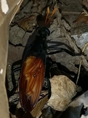 Protomydas rubidapex