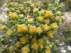 Drosanthemum quadratum