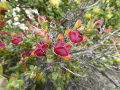 Drosanthemum quadratum