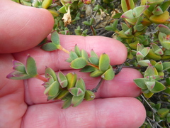 Drosanthemum quadratum
