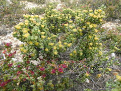 Drosanthemum quadratum