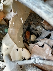 Protomydas rubidapex