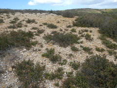 Drosanthemum quadratum