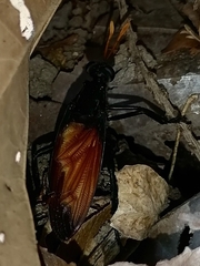 Protomydas rubidapex