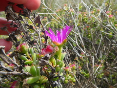 Drosanthemum quadratum