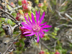 Drosanthemum quadratum