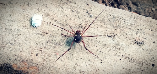 Eucynorta quadripustulata · iNaturalist