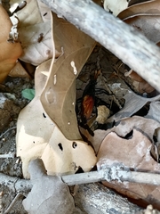 Protomydas rubidapex