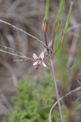 Pelargonium mollicomum