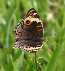 Junonia orithya wallacei
