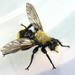 Laphria divisor - Photo (c) Ilona Loser, some rights reserved (CC BY-NC-SA)