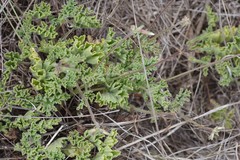 Pelargonium mollicomum