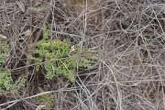 Pelargonium mollicomum