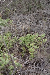 Pelargonium mollicomum