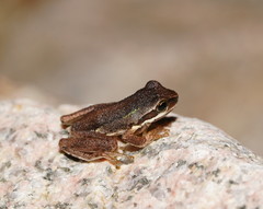 Ranoidea nudidigita