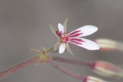 Pelargonium mollicomum