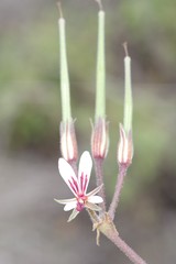 Pelargonium mollicomum