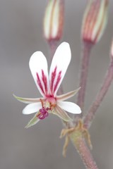 Pelargonium mollicomum