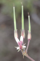 Pelargonium mollicomum