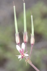 Pelargonium mollicomum