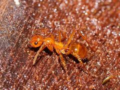 Notoncus spinisquamis