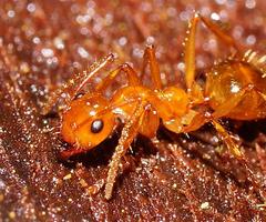 Notoncus spinisquamis