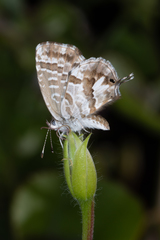 Cacyreus marshalli