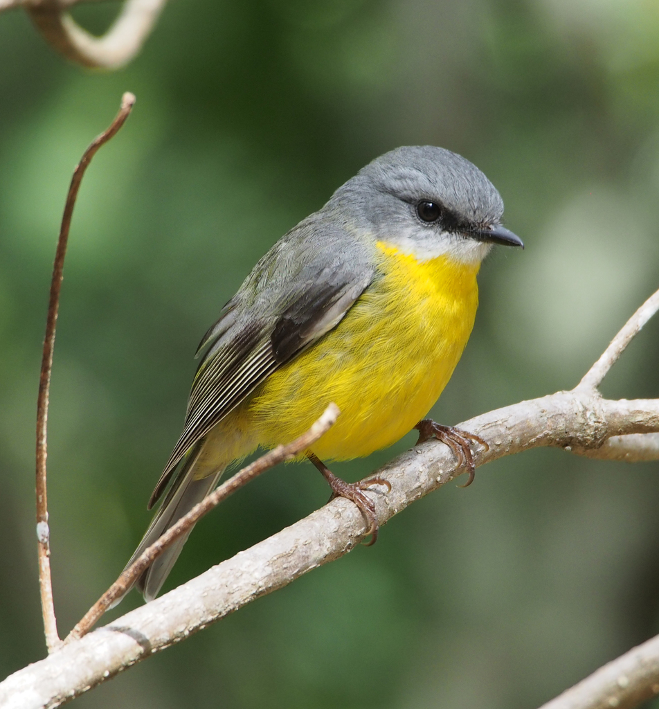 Yellow Robins