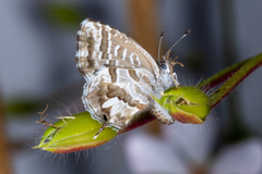 Cacyreus marshalli