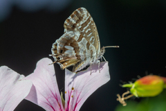 Cacyreus marshalli