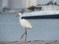 Egretta thula